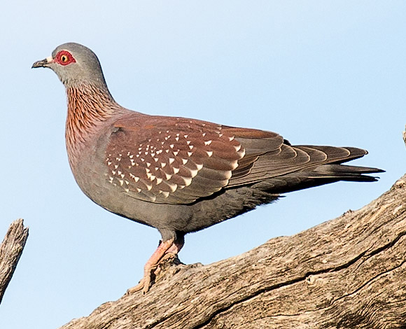 Speckled Pigeon